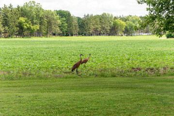 Fototapeta premium Sandhill Cranes Feeding In An Urban Soybean Field In De Pere, Wisconsin, In July