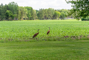 Fototapeta premium Sandhill Cranes Feeding In An Urban Soybean Field In De Pere, Wisconsin, In July