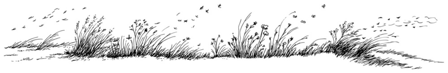 Wild meadow landscape with tall grass and flying insects in detailed ink sketch style © Katarzyna
