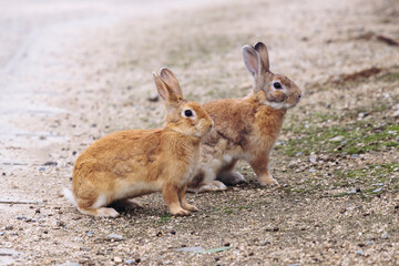 Obraz premium Rabbit Island, Japan, Okunoshima Island landscape in Seto Inland Sea, Takehara, Hiroshima Prefecture, domestic and wild cute rabbits and bunnies pasturing, Setonaikai National Park, Japan