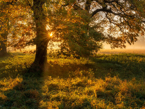 Oak Trees in Meadow at Sunrise, Sunbeams breaking through Morning Fog in Autumn