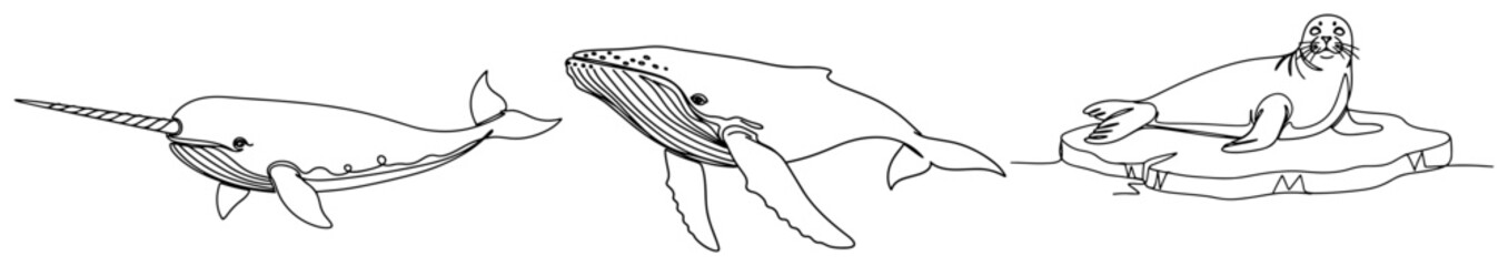 Arctic marine animals featuring narwhal humpback whale and seal in minimalist line art style © Katarzyna