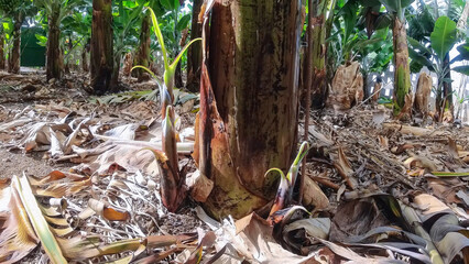 Obraz premium Banana reproduction process with small shoots around the main plant