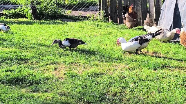 Young Loman Brown chickens in the pen eating food and pecking