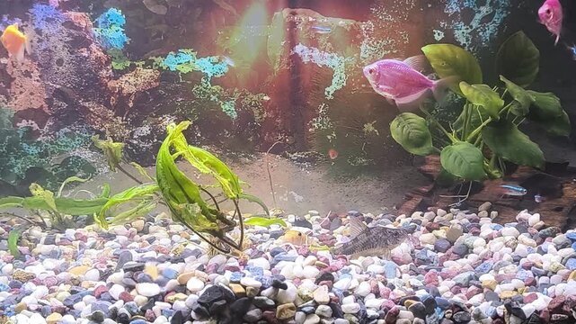 Colorful fish swim in a bright aquarium with lush green plants	
