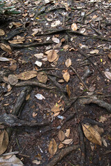 autumn leaves on the ground