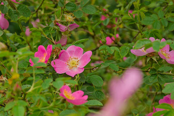 Obraz premium sunny pink dogwood rose and green leafs - Rosa canina 