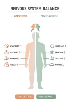 Autonomic Nervous System Balance Chart with Sympathetic (Fight or Flight) and Parasympathetic (Rest and Digest) states.
