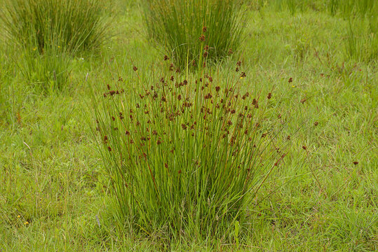  Flowering soft rush plant in the wetlands - Juncus effusus 