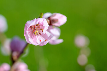 Fototapeta premium Macro shot of a closed flower bud on a branch