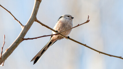 white tailed hawk perched © lazalnik