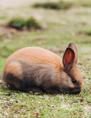 Fototapeta premium Rabbit Island, Japan, Okunoshima Island landscape in Seto Inland Sea, Takehara, Hiroshima Prefecture, domestic and wild cute rabbits and bunnies pasturing, Setonaikai National Park, Japan