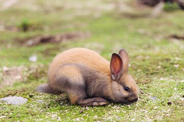 Fototapeta premium Rabbit Island, Japan, Okunoshima Island landscape in Seto Inland Sea, Takehara, Hiroshima Prefecture, domestic and wild cute rabbits and bunnies pasturing, Setonaikai National Park, Japan