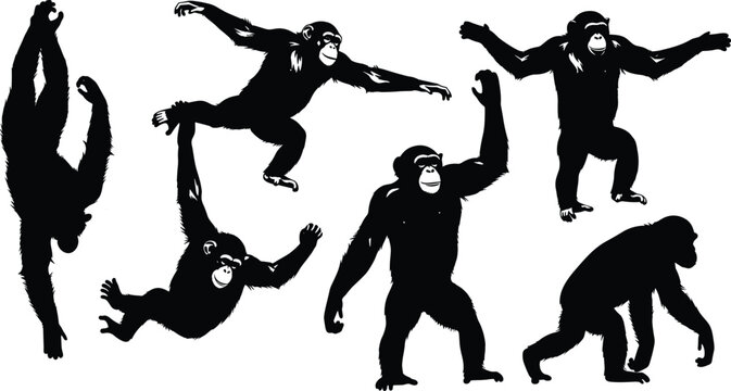 Vector illustration of silhouetted chimpanzees in dynamic poses symbolizing primate behavior, movement, identity, diversity, culture, tradition, inclusivity, heritage, and education