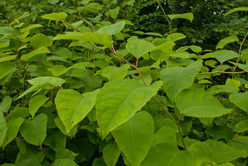 leaves of japanese knotweed  - Reynoutria japonica  © Kristof Lauwers