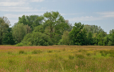summer landscape in the marsh in Bourgoyen nature reserve, Ghent, Flanders, Belgium 
