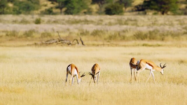 Springbok and gemsbok antelopes fighting and feeding in natural habitat, Kalahari desert, South Africa