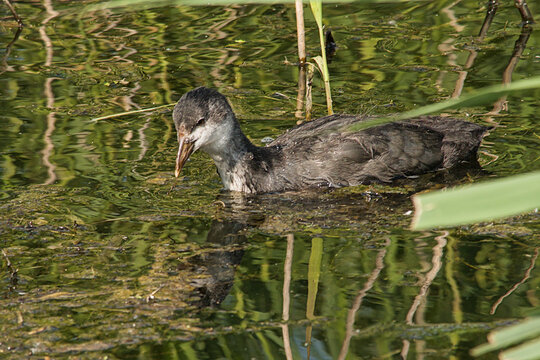juvenile coot swimming in a pool in Bourgoyen nature reserve, Ghent, Flanders, Belgium - fulica atra 