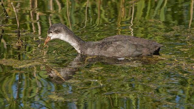 juvenile coot swimming in a pool in Bourgoyen nature reserve, Ghent, Flanders, Belgium - fulica atra 