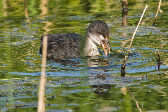 juvenile coot foraging in a pool in Bourgoyen nature reserve, Ghent, Flanders, Belgium - fulica atra 