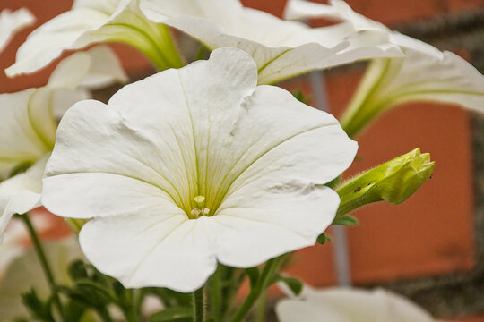 White petunia atkinsiana flower. closeup of a white atkinsiana flower in the garden 