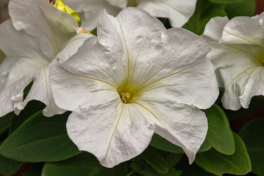 White petunia atkinsiana flower. closeup of a white atkinsiana flower in the garden 