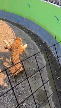 Two Siberian Tigers Play Fighting in an Enclosure"