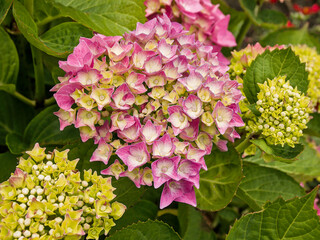 Pink hortensia (Hydrangea) flowers in the garden.