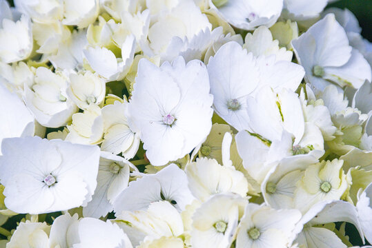 White Hydrangea flowers in the garden, closeup, view from above 