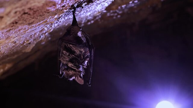 Geoffroy's Bat (Myotis emarginatus) Grooming, Licking Paw and Scratching in Slow Motion, Hanging in Cave