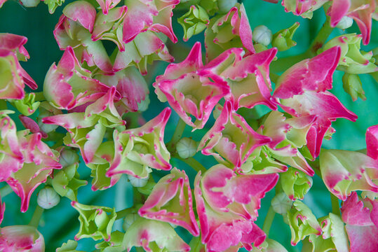  Pink hortensia (Hydrangea) flowers in the garden. 