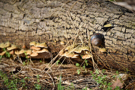 Forest microcosm a snail with a striped shell crawls along an old fallen tree groups of tinder fungi grow on the log nature flora fauna