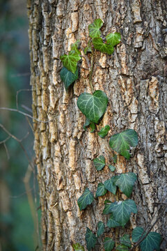 A tree trunk with an evergreen climbing plant climbing it a thin stem of common ivy flora nature park forest