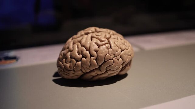 Human brain close up anatomy neuroscience concept intelligence memory thinking mind cognition medical education biology science detailed structure focus