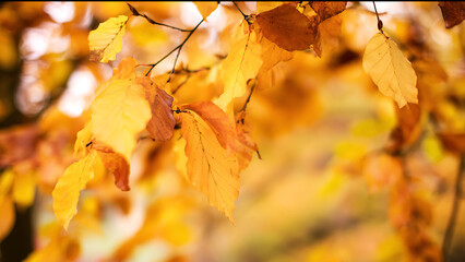 Close-up of vibrant yellow autumn leaves on a tree branch, bathed in soft sunlight, creating a warm and inviting atmosphere.