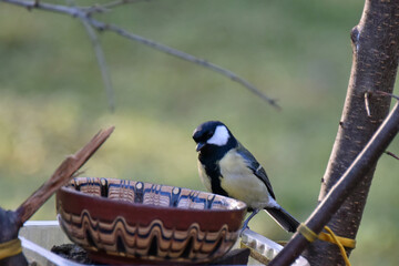 Great tit songbird with a yellow breast and a black stripe in the middle sits near a bird feeder in winter spring fauna nature park forest © Владимир Берлизов