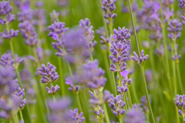 Naklejka premium Violet flowers of lavender - Lavandula angustifolia. 
