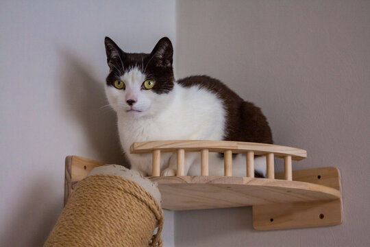 Domestic tuxedo cat sitting on a DIY corner cat shelf with scratch post nearby. Cat relaxing, cat furniture, wall mounted shelf