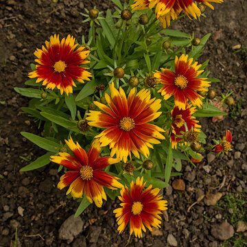 red and yellow flowers of large-flowered tickseed in the garden  - Coreopsis grandiflora