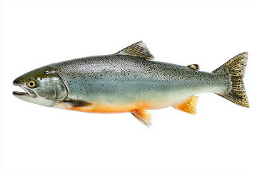 Obraz premium Salmon Fish Isolated on White Background, Fresh Seafood and Healthy Food Concept