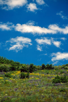 natural landscape of a green, grassy hill under a bright blue sky with white clouds. Macomer. Nuoro. Sardegna. Italia