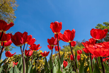 Obraz premium Low Angle View of Red Tulips and Sky. Bright Red Tulip Flowers Against the Sky. Fresh Red Tulips Reaching Toward the Blue Sky. Red Tulips Blooming Under Blue Sky.