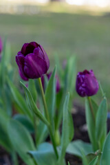 Purple Tulips Floral Background. Spring Garden with Blooming Purple Tulips. Purple Tulip Flowers Blooming in Spring. Vibrant Purple Tulip Blossoms Close Up.