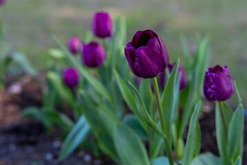 Purple Tulips Floral Background. Spring Garden with Blooming Purple Tulips. Purple Tulip Flowers Blooming in Spring. Vibrant Purple Tulip Blossoms Close Up.