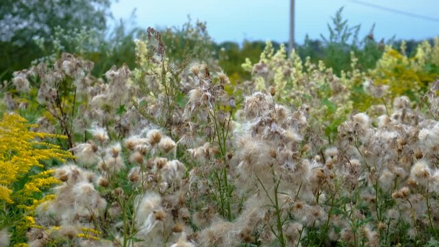 Sow thistle blooms in a field. Selective focus.