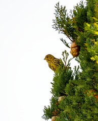 Naklejka premium Milheirinha, Serinus serinus, chamariz