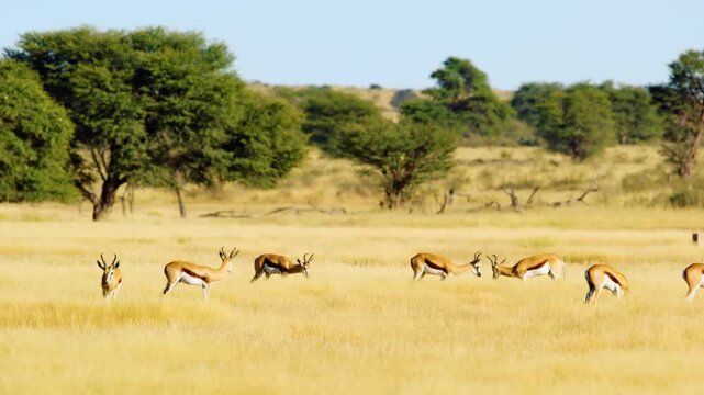 A wide angle shot of a Herd of Springboks antelopes Grazing together in Savanah
