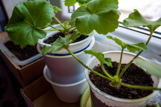 Geranium seedlings growing in plastic pots on windowsill &ndash; Pelargonium &times; hortorum