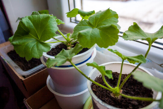 Geranium seedlings growing in plastic pots on windowsill &ndash; Pelargonium &times; hortorum