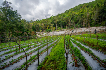 Obraz premium Strawberry farm in Doi Inthanon National Park Thailand with greenhouse structure above rows of plants. Mountain agriculture scene combining rural farming, food production and travel appeal.